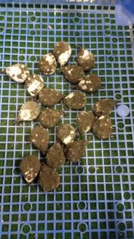 20 x 100g Grippa M18