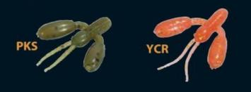 Micro Craw YCR